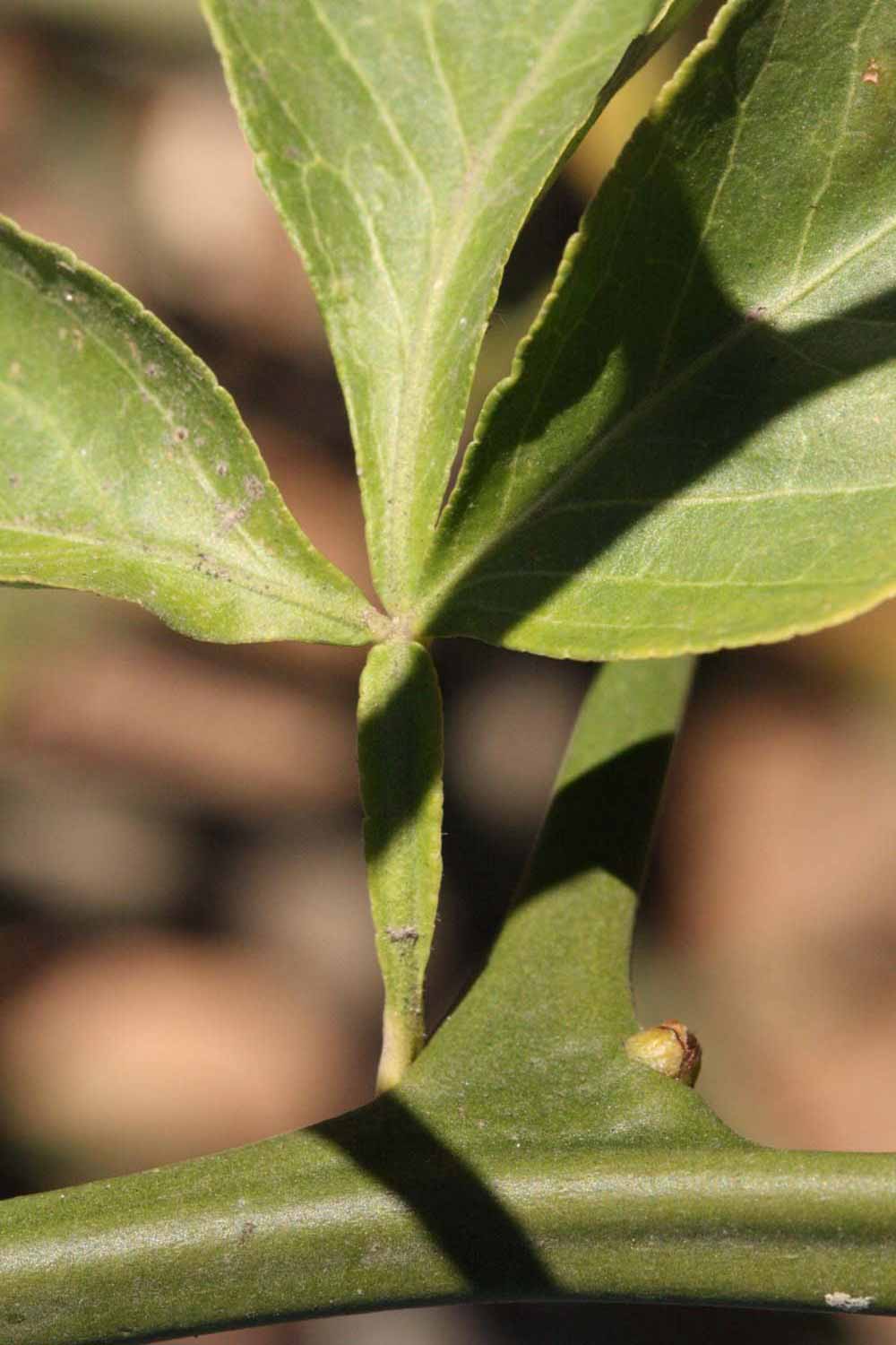              Petiole (Riverside, CA)       